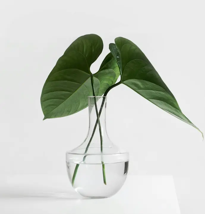 green leafed plant on clear glass vase filled with water