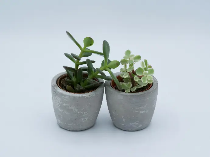 green plant on gray clay pot