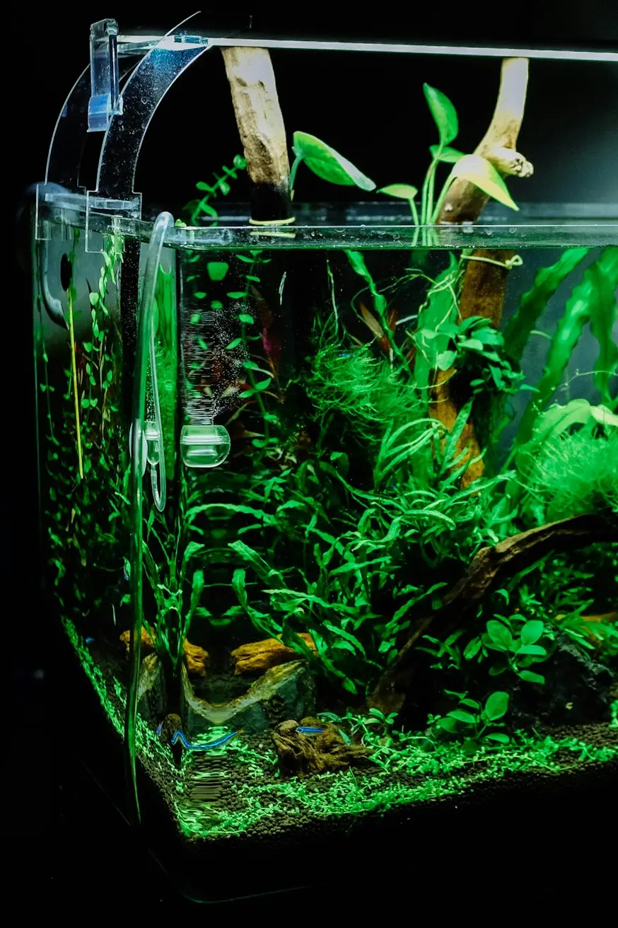 green plant in clear glass fish tank