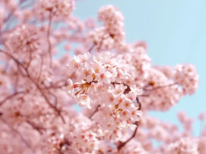 blossom on a tree